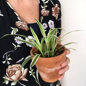 Meet your Posher, Laura